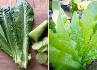 Unnoticed vegetable type richer in calcium than bones, sold abundantly at the market.