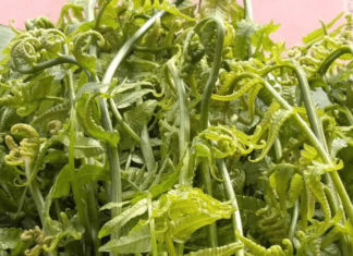 6 Delicious and Popular Wild Vegetables, Good for Health