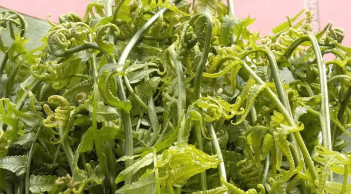 6 Delicious and Popular Wild Vegetables, Good for Health