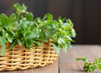 3 non-toxic vegetables that grow wild, but are as nutritious as ginseng and bird’s nest: An extraordinary second type