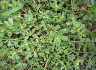 “Superfood Green Vegetable: More Nutritious than Meat, Cheaper than Medicine”