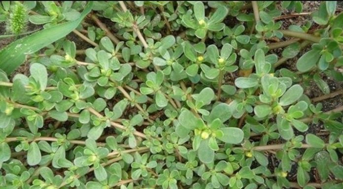 “Superfood Green Vegetable: More Nutritious than Meat, Cheaper than Medicine”