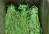 The vegetable that looks like “grass clumps”, but is more expensive than meat and fish: still not available for purchase at 500,000 VND/kg