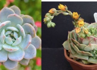 Ancient Wisdom: Cut Down These 5 Trees and Avoid the Ups and Downs of Wealth