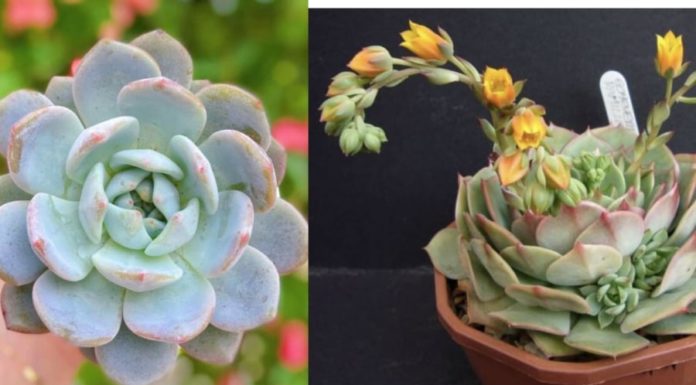 Ancient Wisdom: Cut Down These 5 Trees and Avoid the Ups and Downs of Wealth