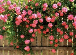 Beautiful Quotes and Sayings about Roses, Romantic Love, and Emotions