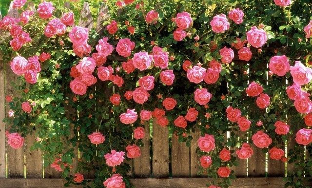 Beautiful Quotes and Sayings about Roses, Romantic Love, and Emotions