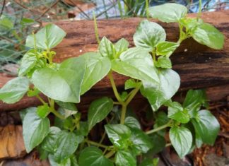 Wild garden herb is a natural remedy for lowering blood sugar and fighting against K