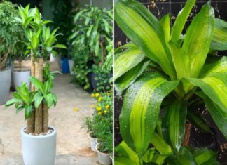 The Unique Feng Shui Significance of the Thiet Moc Lan tree: Where to Plant it to Attract Prosperity?