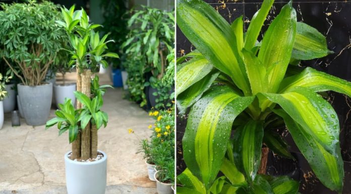 The Unique Feng Shui Significance of the Thiet Moc Lan tree: Where to Plant it to Attract Prosperity?