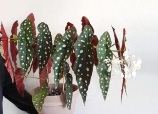 7 Exquisite Ornamental Plants with Stunning Leaves to Brighten up Your Living Room and Bring Prosperity to Your Home