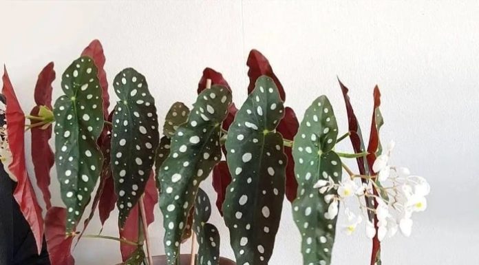 7 Exquisite Ornamental Plants with Stunning Leaves to Brighten up Your Living Room and Bring Prosperity to Your Home