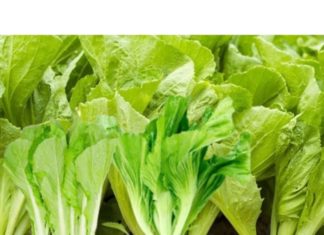 Cheap Winter Vegetables: Higher in Calcium than Eggs and Milk, Better than Boiled Meat Broth, Excellent Source of Vitamin K – Buy Now!