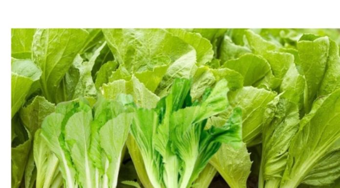 Cheap Winter Vegetables: Higher in Calcium than Eggs and Milk, Better than Boiled Meat Broth, Excellent Source of Vitamin K – Buy Now!