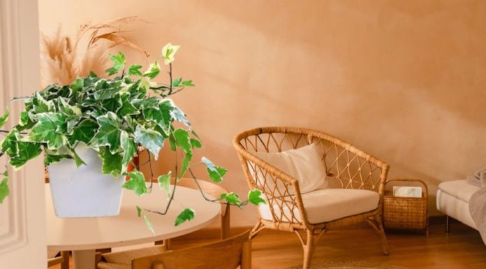 8 Amazing Indoor Plants That Can Purify Air in Your Office and Boost Your Wellbeing
