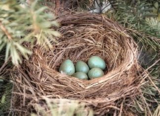 Birds always look to the sky, so how do they handle storms? They’re smarter than you think.