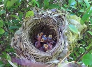 The bird flock always flies towards the sky, but what happens during storms? The truth about the extraordinary intelligence of birds.