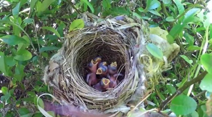 The bird flock always flies towards the sky, but what happens during storms? The truth about the extraordinary intelligence of birds.