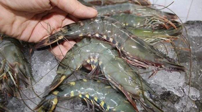 Don’t put the shrimp in the refrigerator right away: Preserve freshness by combining it with these spices for a month