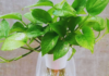 Should You Grow Pothos Plants Indoors?