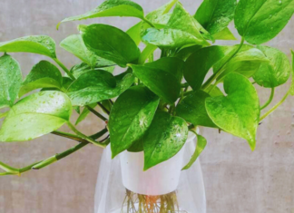 Should You Grow Pothos Plants Indoors?