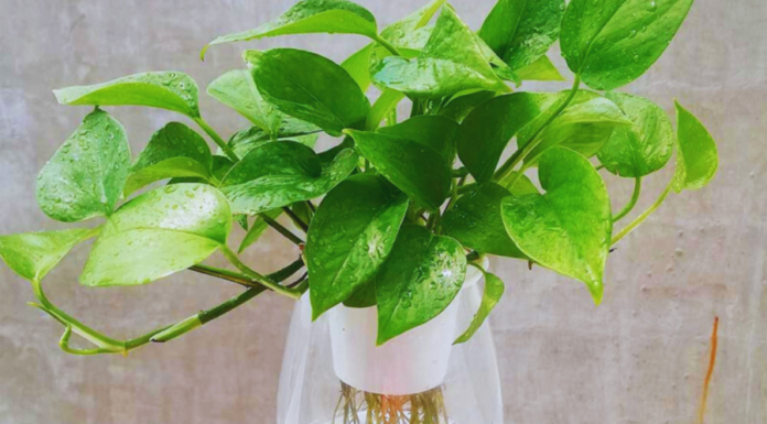 Should You Grow Pothos Plants Indoors?