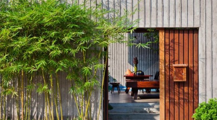 Why did ancient people say that bamboo blossoming is a sign of upcoming disaster? Do you have decorative bamboo plants at your house?