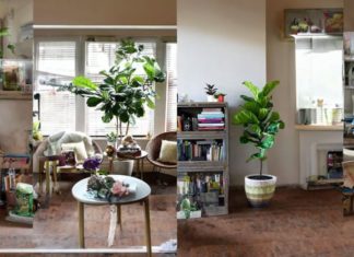 Why Should You Grow Singapore Banyan Trees Indoors? The Significance and Benefits of Singapore Banyan Trees Unknown to Many