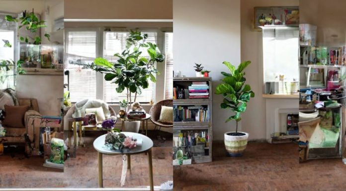 Why Should You Grow Singapore Banyan Trees Indoors? The Significance and Benefits of Singapore Banyan Trees Unknown to Many