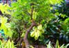 Is planting a starfruit tree in front of the house beneficial? The feng shui position of planting a starfruit tree brings prosperity and fortune to the family.