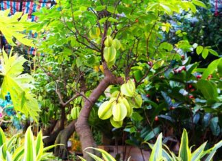 Is it good to plant a cherry tree in front of the house? The location of planting cherry tree brings prosperity and abundance to the family.