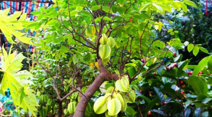 Is it good to plant a cherry tree in front of the house? The location of planting cherry tree brings prosperity and abundance to the family.