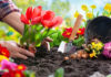 Plant 10 years without rotting roots, these 6 types of waste to put in the flower pot