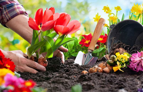 Plant 10 years without rotting roots, these 6 types of waste to put in the flower pot