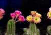 Why you should not grow cactus plants indoors?