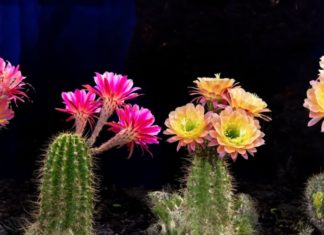 Why you should not grow cactus plants indoors?
