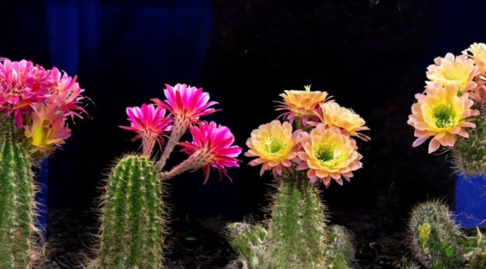 Why you should not grow cactus plants indoors?