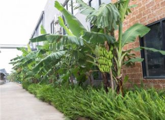 “Planting bananas in front of the house: Is it allowed?”