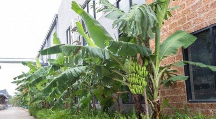“Planting bananas in front of the house: Is it allowed?”
