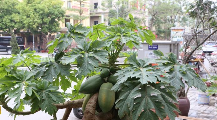Is Papaya a “Feng Shui” tree? Is it good to plant papaya tree in front of the house?