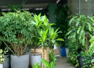 2 Magic Trees: Planting Orchids Brings You Fortune and Prosperity