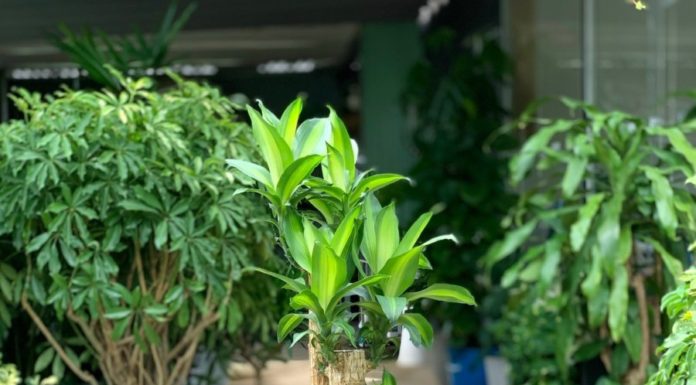 2 Magic Trees: Planting Orchids Brings You Fortune and Prosperity