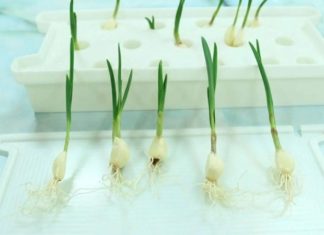 Simple Methods for Growing 5 Types of Herbs without Seeds