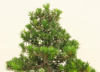 3 Money-Grabbing Trees: Plant them, watch them grow, and save your wallet!