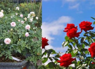 2 Secret Ingredients in the Kitchen: “Food” Roses and Regular Water Keep Your Flower Pots Blossoming All Year Round