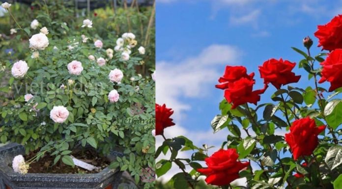 2 Secret Ingredients in the Kitchen: “Food” Roses and Regular Water Keep Your Flower Pots Blossoming All Year Round