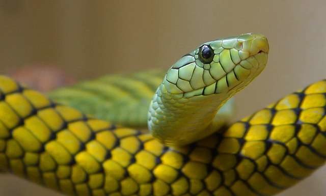 The Wealthy 4-Year-Old: Auspicious February with Prosperity and Fortune in Abundance