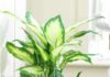 Ancient Saying Proven Right: 7 Indoor Plants to Avoid Bringing Into Your Home to Prevent Health Issues and Financial Losses.