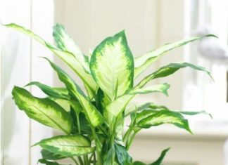Ancient Saying Proven Right: 7 Indoor Plants to Avoid Bringing Into Your Home to Prevent Health Issues and Financial Losses.