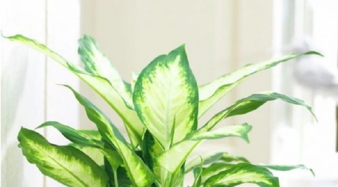 Ancient Saying Proven Right: 7 Indoor Plants to Avoid Bringing Into Your Home to Prevent Health Issues and Financial Losses.